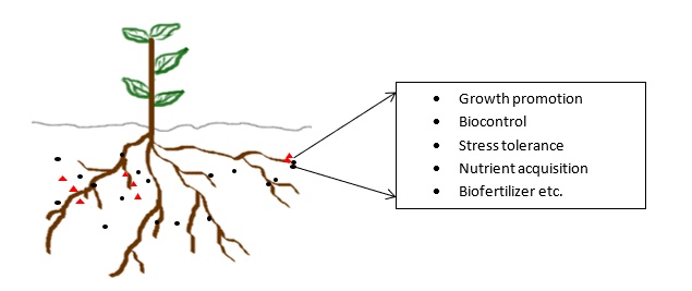 Plant growth promoting rhizobacteria interacting with plant roots