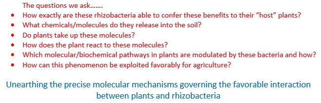 Mechanisms of plant-PGPR interaction in the rhizosphere